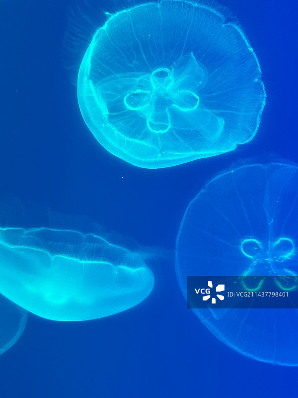 海昌海洋公园的水母图片素材