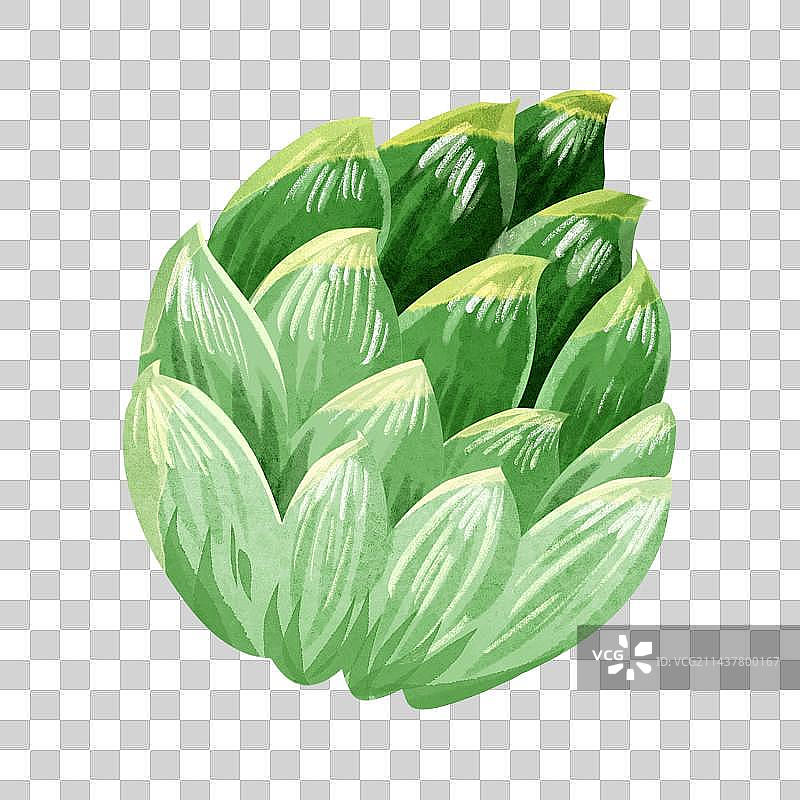 啤酒花果实图片素材