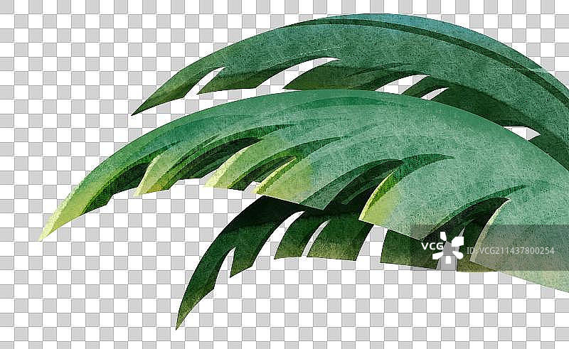 棕榈叶椰子树图片素材