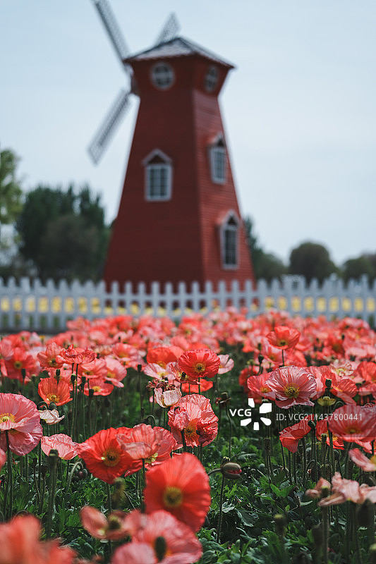 紫谷伊甸园｜虞美人图片素材