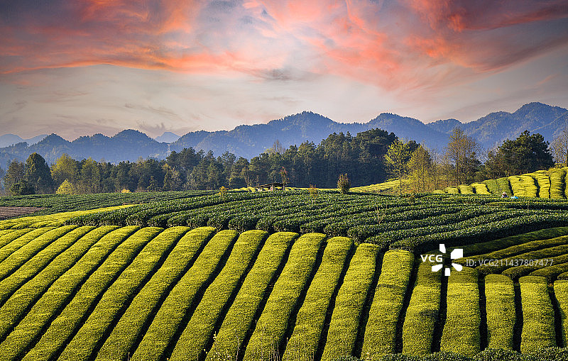 湄潭茶海图片素材