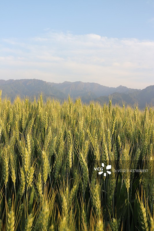 初夏的麦子图片素材