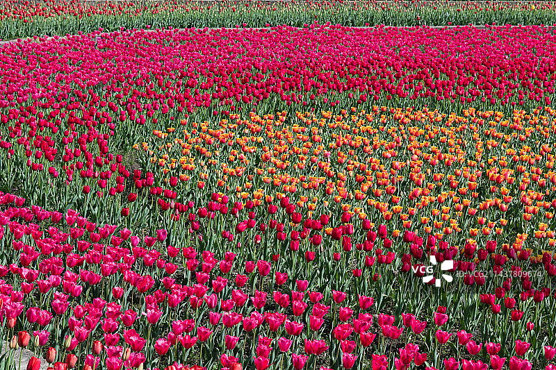 盛开的郁金香图片素材