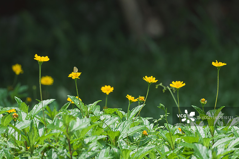 小黄花｜蟛蜞菊图片素材