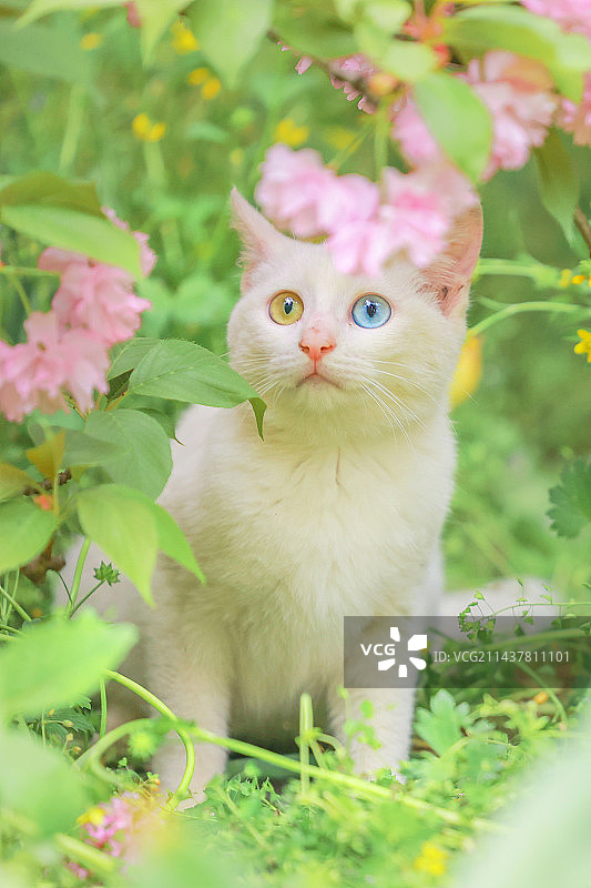 异瞳小可爱图片素材