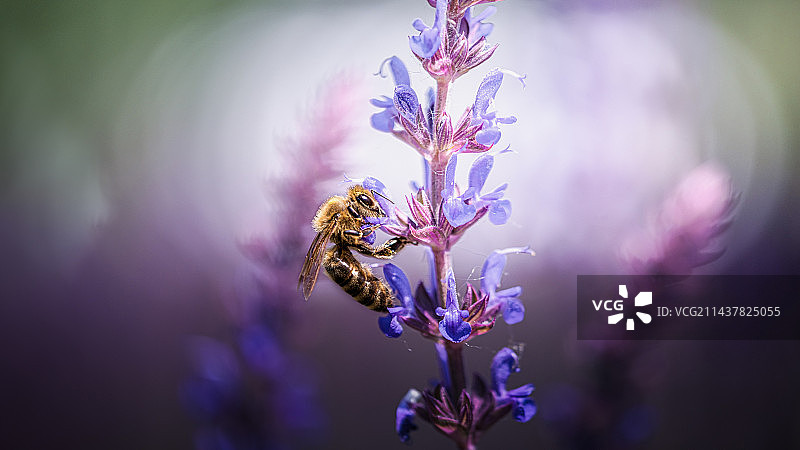 采集花蜜的蜜蜂图片素材