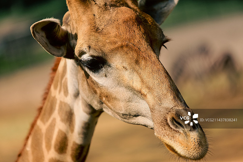 长颈鹿特写镜头图片素材
