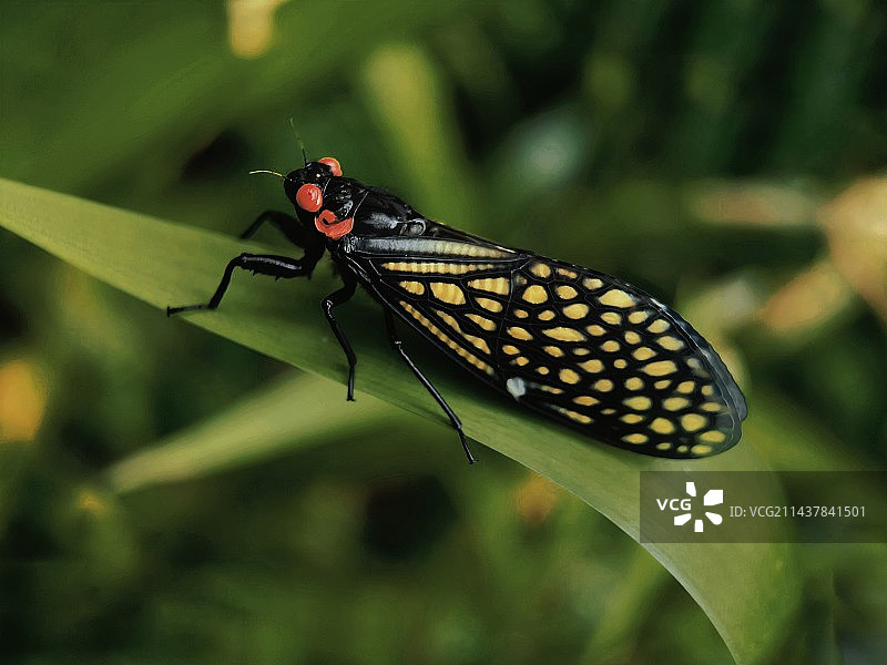 红眼蝉特写图片素材
