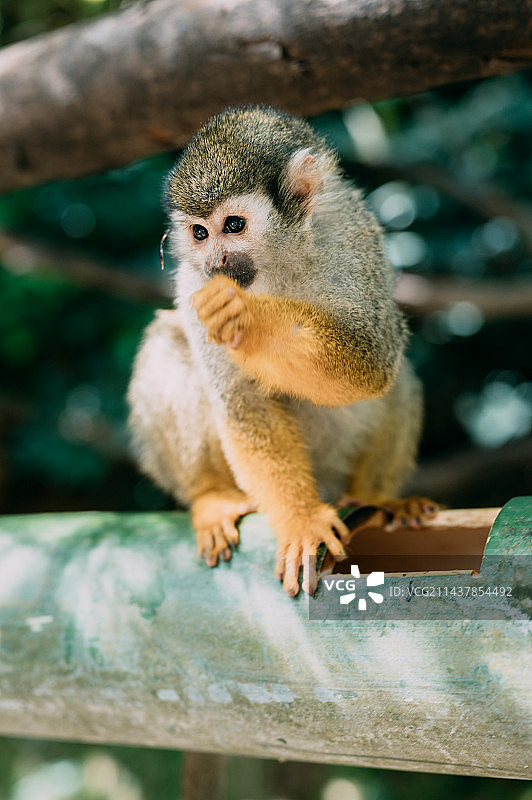 树上猴子的特写镜头图片素材