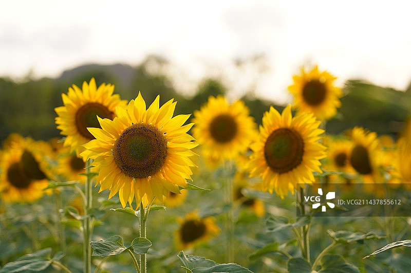 向日葵图片素材