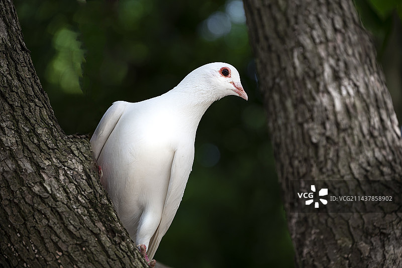 白鸽图片素材