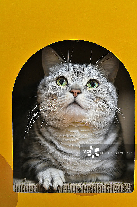 猫的特写肖像图片素材