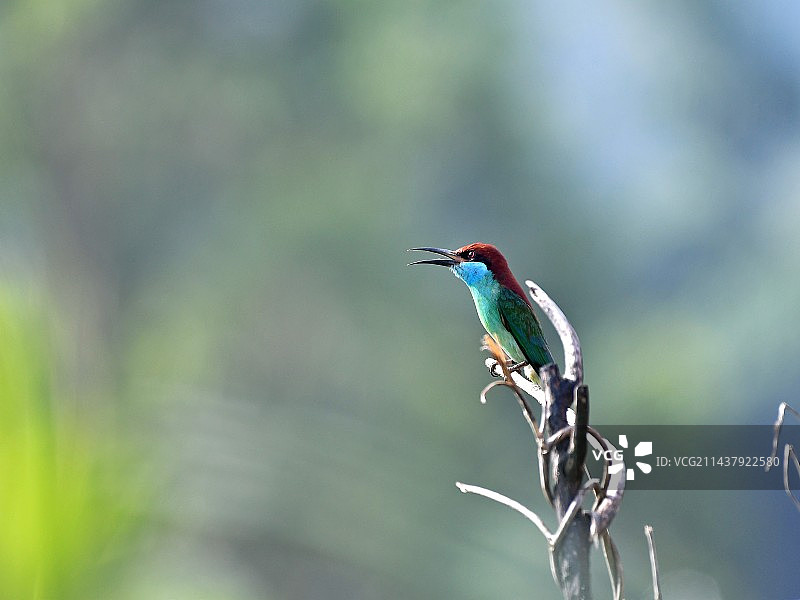 中国最美的小鸟图片素材