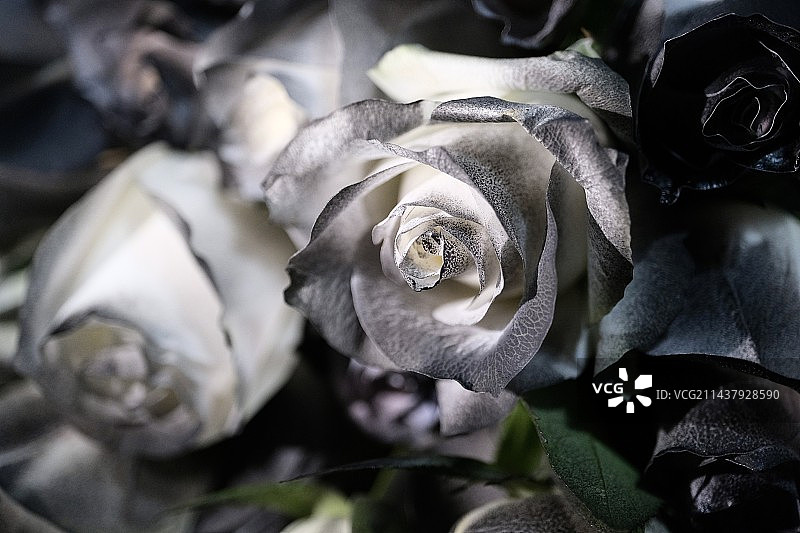 白玫瑰｜黑玫瑰图片素材