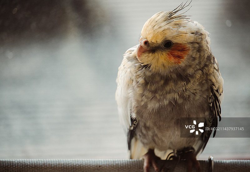 鸟栖息在栏杆上的特写镜头图片素材