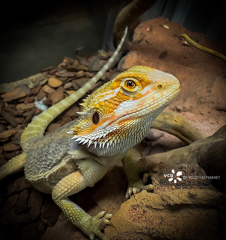 鬃狮蜥图片素材