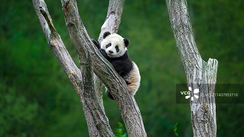 卧龙大熊猫基地在树上的好奇熊猫宝宝“中中”图片素材