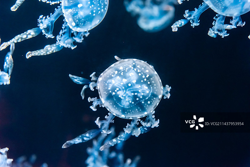 海水中的巴布亚硝水母图片素材