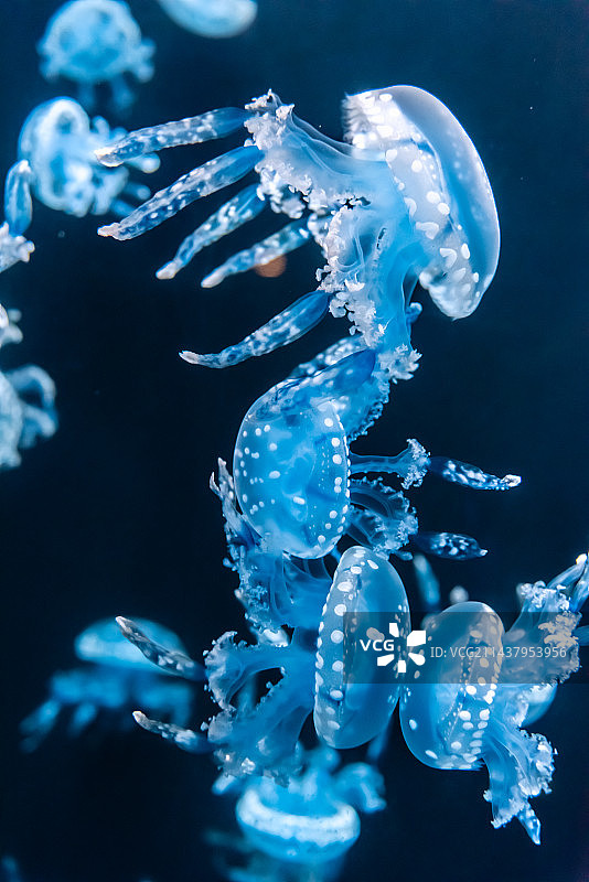 海水中的巴布亚硝水母图片素材