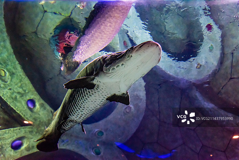 水中的巨骨舌鱼图片素材