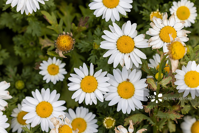 小雏菊图片素材