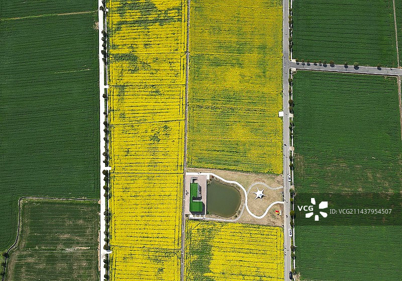 花田里的星星图片素材