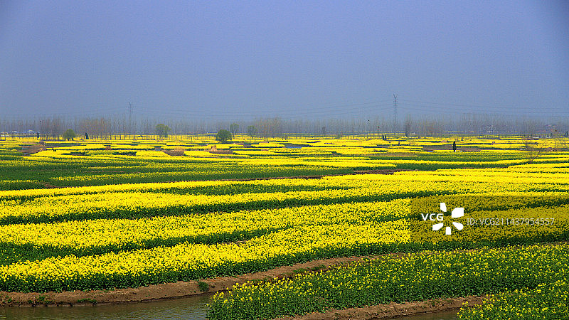 油菜花海图片素材