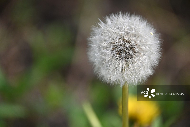 蒲公英图片素材