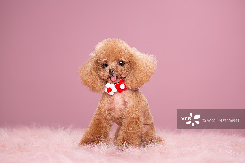 泰迪内景图片图片素材