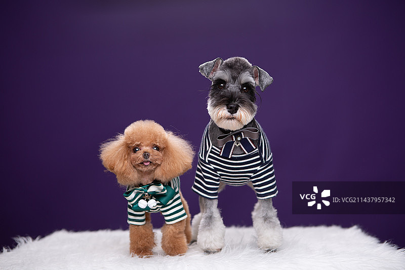 泰迪和雪纳瑞合影照片图片素材