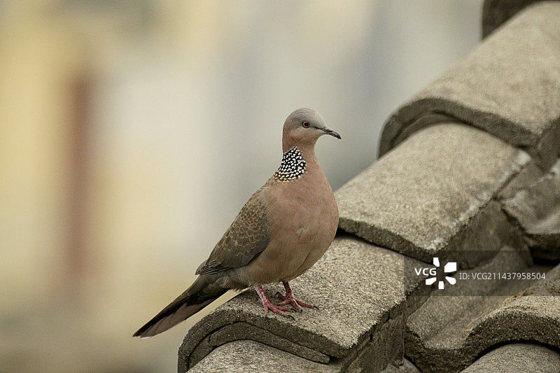 斑鸠图片素材