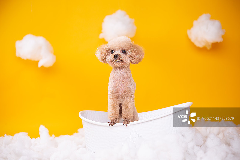 泰迪内景照片图片素材