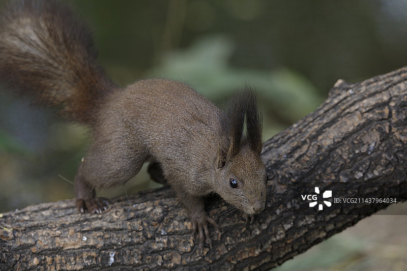 自然动物图片素材