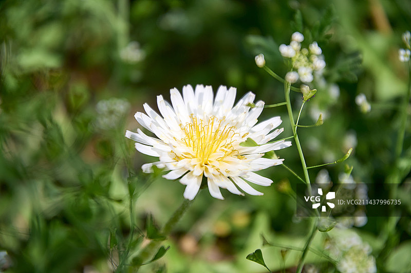 苦苣菜图片素材