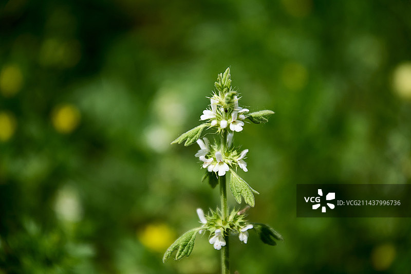 夏至草图片素材