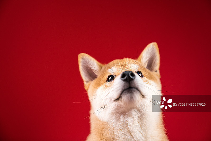 红色背景摄影棚内 柴犬 抬头凝视 黄毛小狗 三个月幼犬 头部特写图片素材