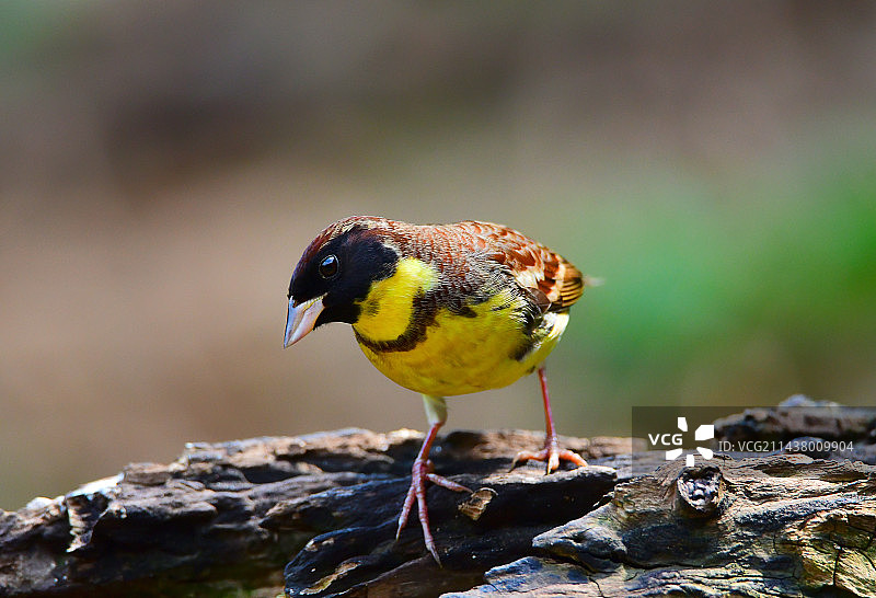 好奇的雄性黄胸鹀又名禾花雀图片素材