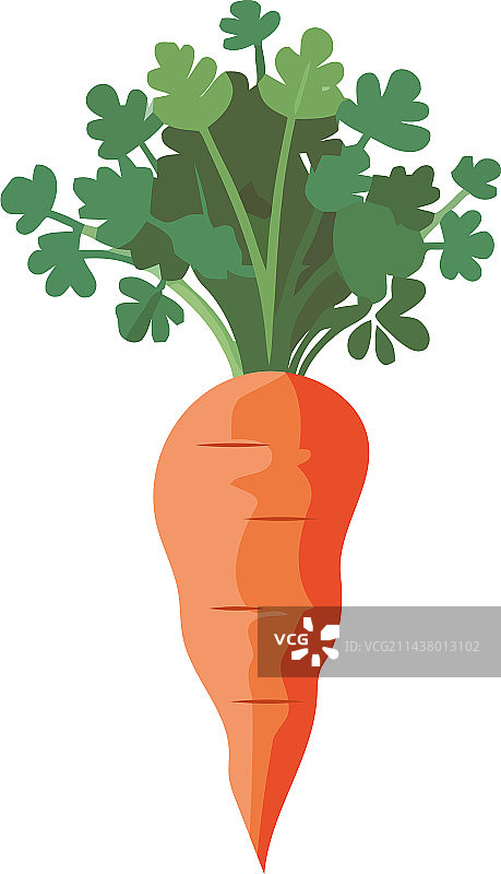 新鲜胡萝卜沙拉食材图片素材