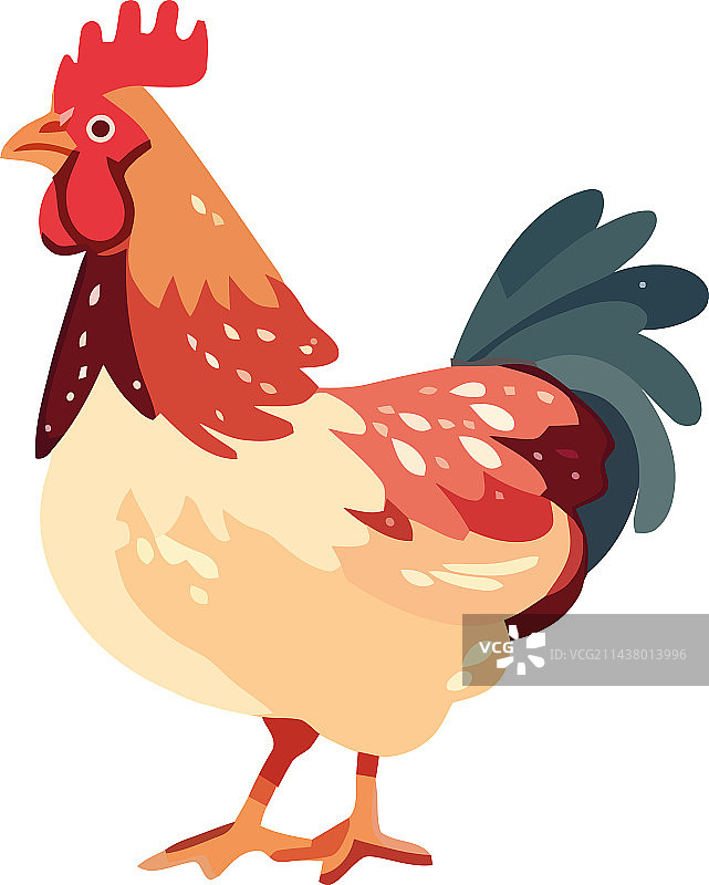 彩色公鸡图片素材