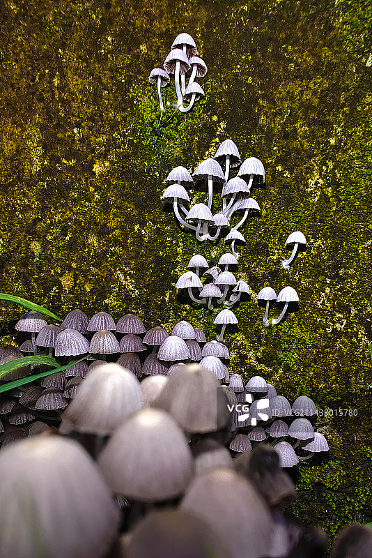 勇攀高峰的蘑菇图片素材