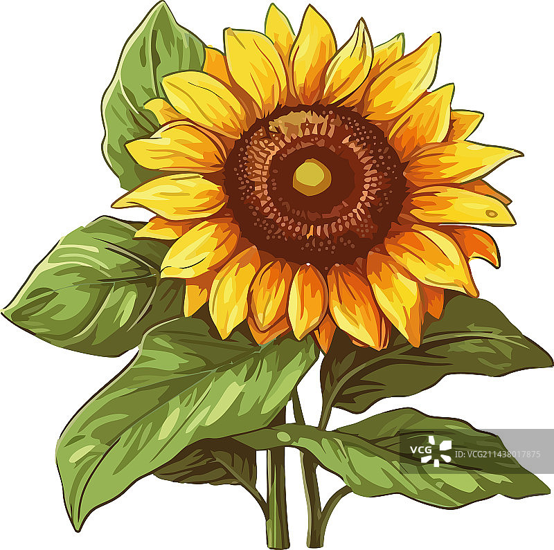 夏季草甸中的黄色向日葵花瓣图片素材