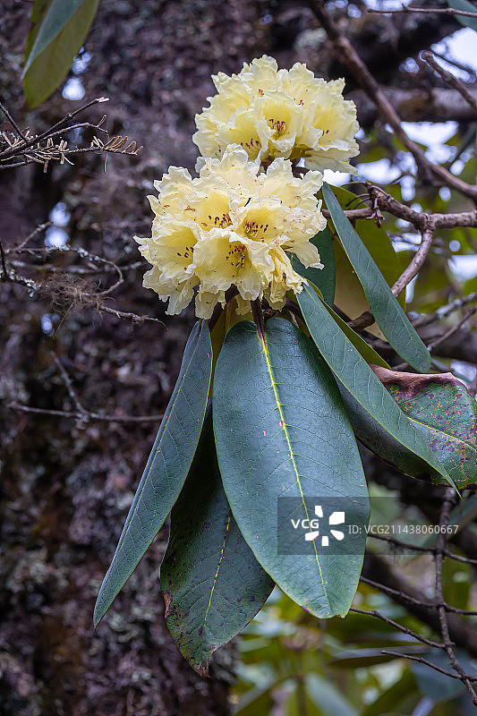 高山杜鹃图片素材