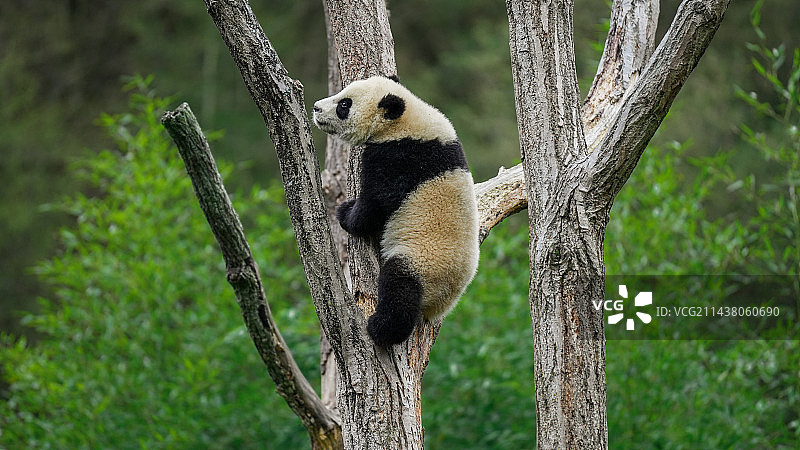 卧龙大熊猫基地正在爬树的大熊猫宝宝“安安”图片素材