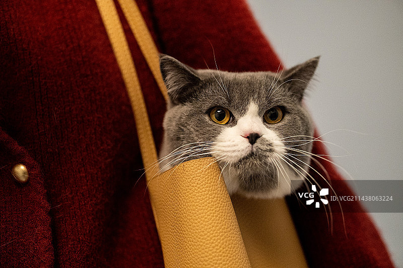 待在主人橙色包包里面的蓝白英国短毛猫咪图片素材