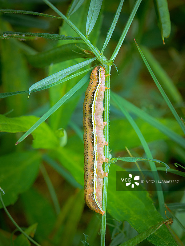 毛毛虫图片素材