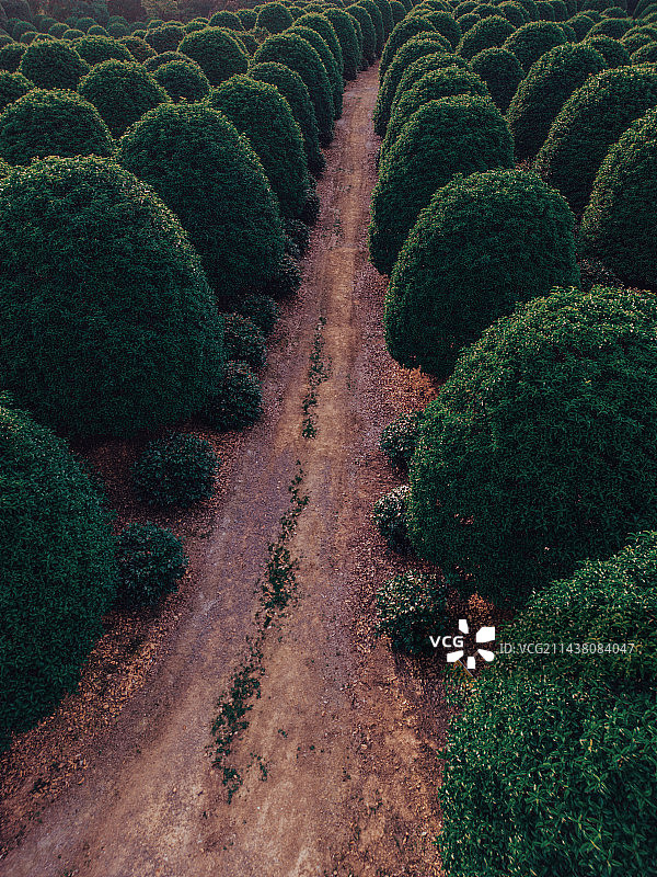 航拍桂花林图片素材