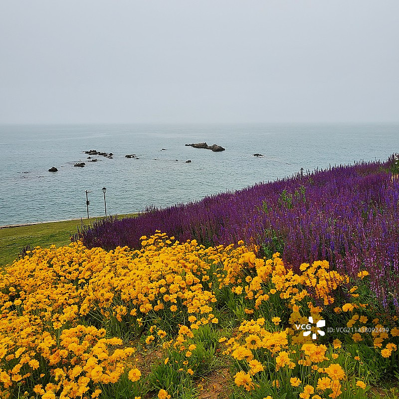 青岛小麦岛图片素材