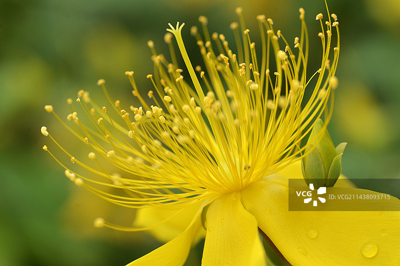 金丝桃图片素材