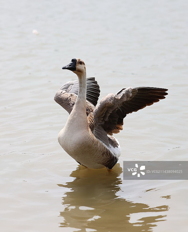 大雁起飞图片素材