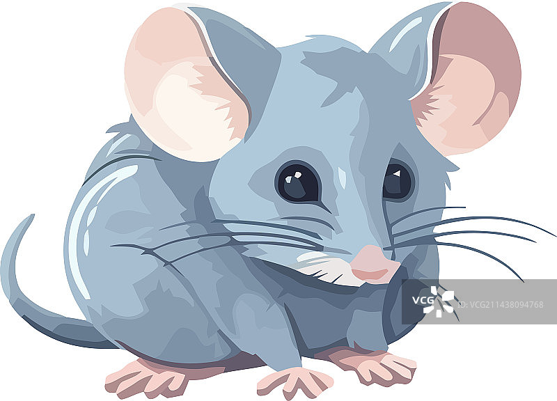 蓬松的老鼠坐在白色背景上图片素材